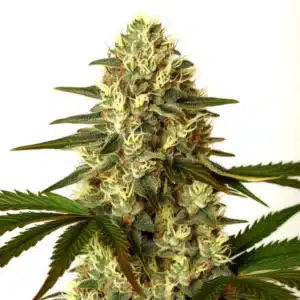G13 x Nebula cannabis plant with dense trichome-rich buds and bright green leaves.