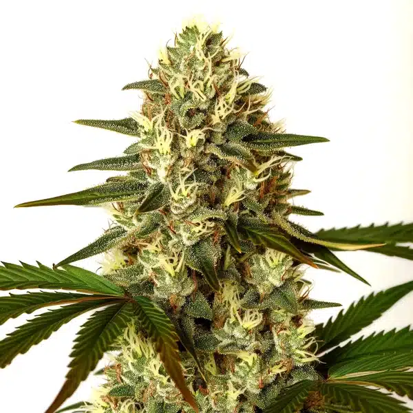 G13 x Nebula cannabis plant with dense trichome-rich buds and bright green leaves.