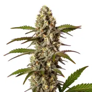 G13 x OG Kush plant with dense resinous buds and serrated green leaves.