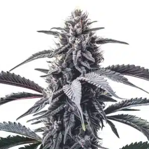 Dense GMO Cookies buds with amber hairs and a frosty trichome layer.