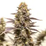 Gelato x Face OFF cannabis bud with dark purple leaves and thick trichomes.