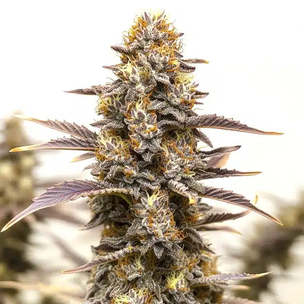 Gelato x Face OFF cannabis bud with dark purple leaves and thick trichomes.