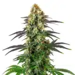 Dense, resinous buds of Gelato x Kosher Kush cannabis strain with a mix of green and purple hues.