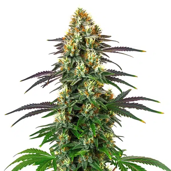 Dense, resinous buds of Gelato x Kosher Kush cannabis strain with a mix of green and purple hues.