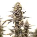 Gelato x Rosetta Stone flower with dense frosty buds and orange hairs.