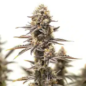 Gelato x Rosetta Stone flower with dense frosty buds and orange hairs.