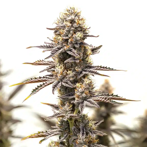 Gelato x Rosetta Stone flower with dense frosty buds and orange hairs.