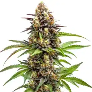 Frosty buds of Ice Cream x SFV OG with bright green tones and orange pistils.