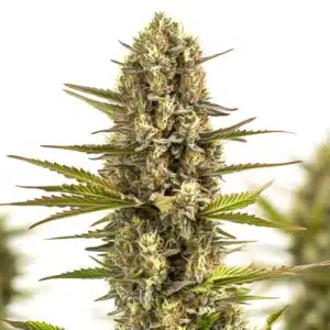 Large Moby Plant cannabis bud with dense trichomes.