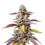 Pink Gorilla cannabis flower with pink-purple leaves, dense frosty buds, and vibrant trichomes.