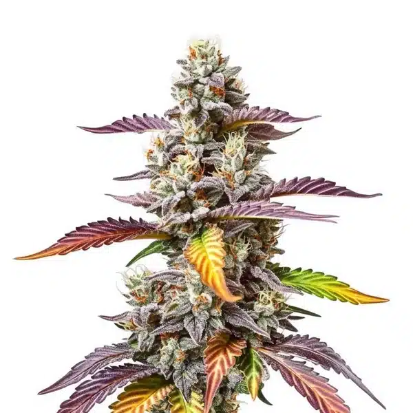 Pink Gorilla cannabis flower with pink-purple leaves, dense frosty buds, and vibrant trichomes.