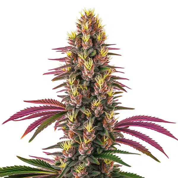 Pink Rozay cannabis plant with pinkish buds and a frosty coating.