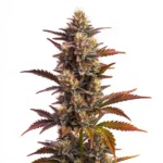 Deep purple cannabis bud with dense structure, highlighting the Purple Bubba Kush strain.