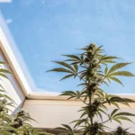 Robust autoflowering cannabis plants with buds, viewed from below against a clear blue sky through a greenhouse roof.