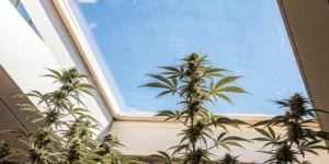 Robust autoflowering cannabis plants with buds, viewed from below against a clear blue sky through a greenhouse roof.