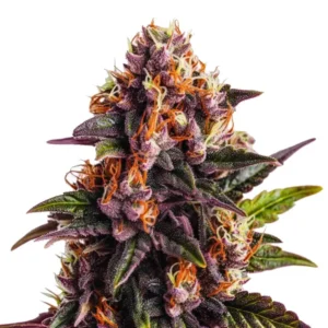 Wedding Cake x Forbidden Fruit hybrid strain with fruity and sweet notes