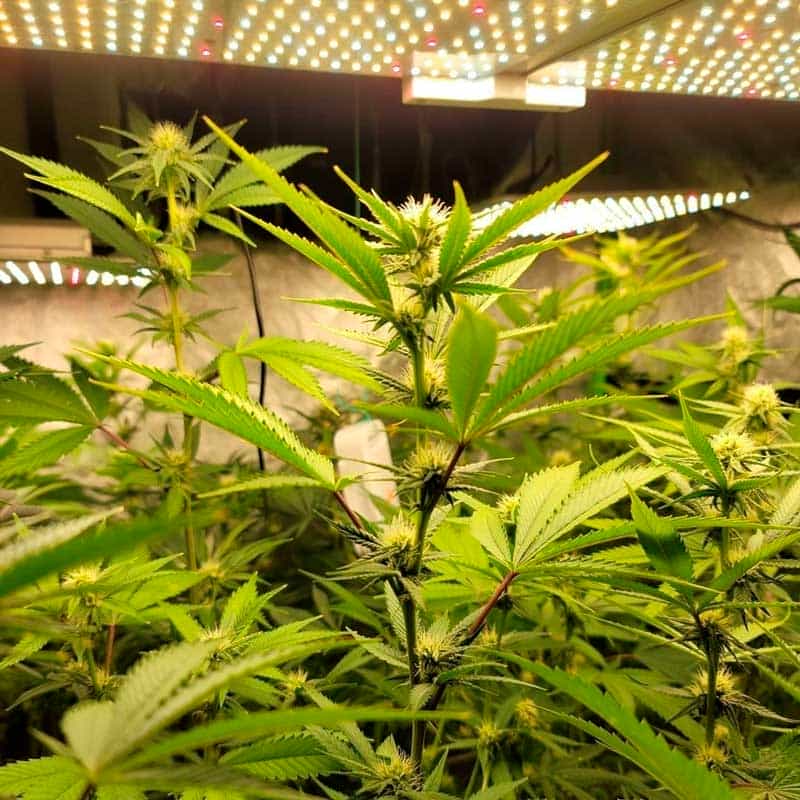 The Ilumination Weed Plants