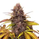 Blackberry Pie cannabis bud with deep violet flowers, vibrant orange hairs, and dense frosting