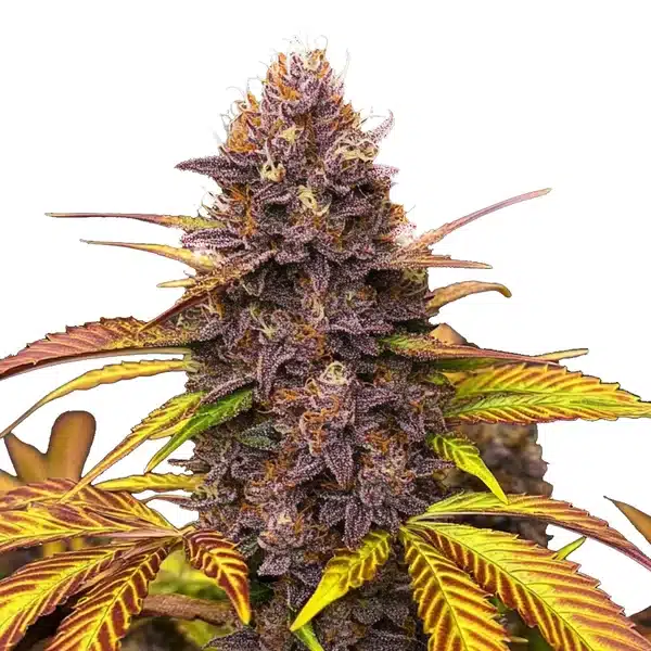 Blackberry Pie cannabis bud with deep violet flowers, vibrant orange hairs, and dense frosting