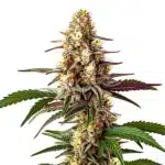 Blunicorn #5 bud with orange hairs, purple sugar leaves, and frosty crystal coverage.