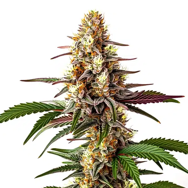 Blunicorn #5 bud with orange hairs, purple sugar leaves, and frosty crystal coverage.