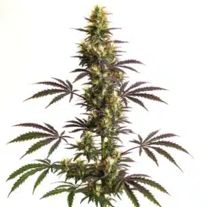 CheeseCake Gelato Auto bud with sugary trichomes, creamy orange pistils, and dense flower clusters