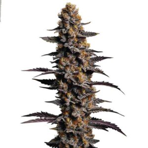 Cookies Cream Auto cannabis plant with compact resinous buds and creamy flavor by Blimburn Seeds