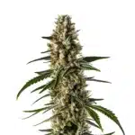 Girl Scout Cookies x Somango Auto cannabis plant with dense frosty buds and bright pistils.