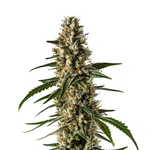 Girl Scout Cookies x Somango Auto cannabis plant with dense frosty buds and bright pistils.