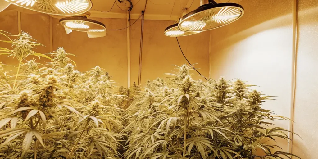 Hyper-realistic indoor cannabis grow room filled with golden-hued plants under round lights.