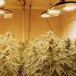 Hyper-realistic indoor cannabis grow room filled with golden-hued plants under round lights.