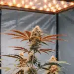 Hyper-realistic indoor cannabis cultivation: lush plants with golden-hued leaves under a bright square grow light.