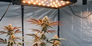 Hyper-realistic indoor cannabis cultivation: lush plants with golden-hued leaves under a bright square grow light.