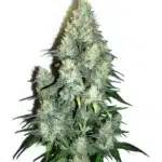 Jack Herer x Cinderella 99 Auto cannabis plant with dense buds and hybrid structure.