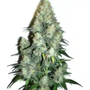 Jack Herer x Cinderella 99 Auto cannabis plant with dense buds and hybrid structure.