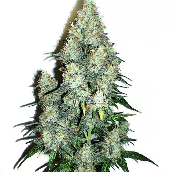 Jack Herer x Cinderella 99 Auto cannabis plant with dense buds and hybrid structure.