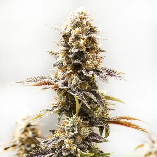 Koji cannabis cola with frosty trichomes and purple-orange hues.