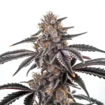 Frosty trichomes on MAC Burger buds with purple undertones