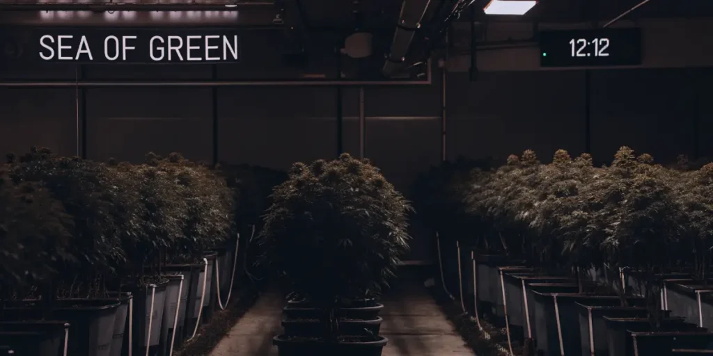 Dark indoor cannabis grow room with potted plants, showing "SEA OF GREEN" and "12:12" signs.