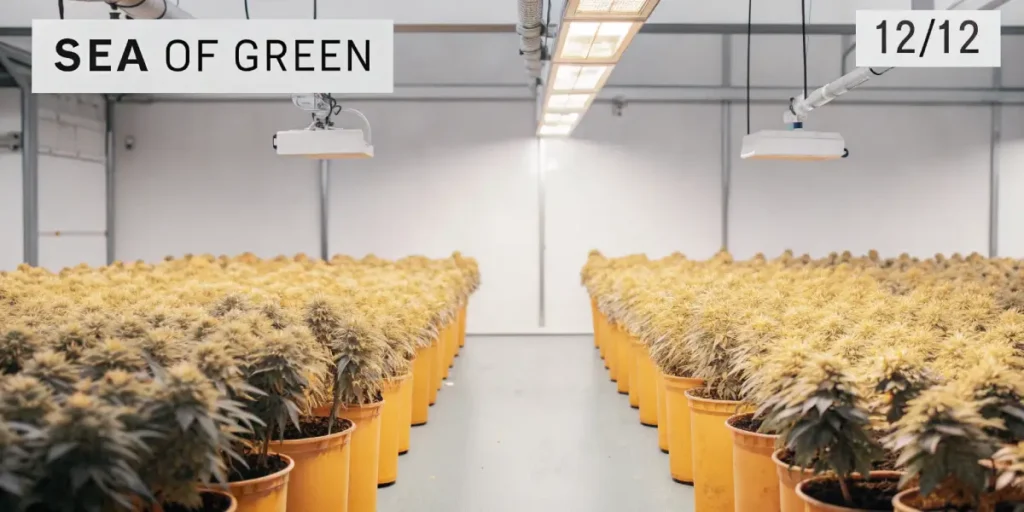Bright indoor cannabis grow room with rows of yellowish potted plants under overhead lights, "SEA OF GREEN" and "12/12" signs.