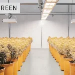 Bright indoor cannabis grow room with rows of yellowish potted plants under overhead lights, "SEA OF GREEN" and "12/12" signs.
