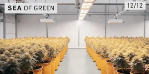 Bright indoor cannabis grow room with rows of yellowish potted plants under overhead lights, "SEA OF GREEN" and "12/12" signs.