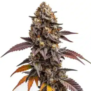 Zkittlez Kush cannabis bud displaying vibrant purple hues, orange pistils, and frosty trichomes.