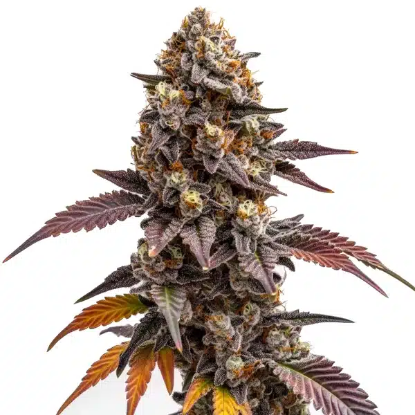 Zkittlez Kush cannabis bud displaying vibrant purple hues, orange pistils, and frosty trichomes.