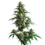 CheeseCake Auto cannabis plant with dense buds and large fan leaves.