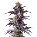 Mimosa Cake Auto cannabis strain with purple hues and dense buds