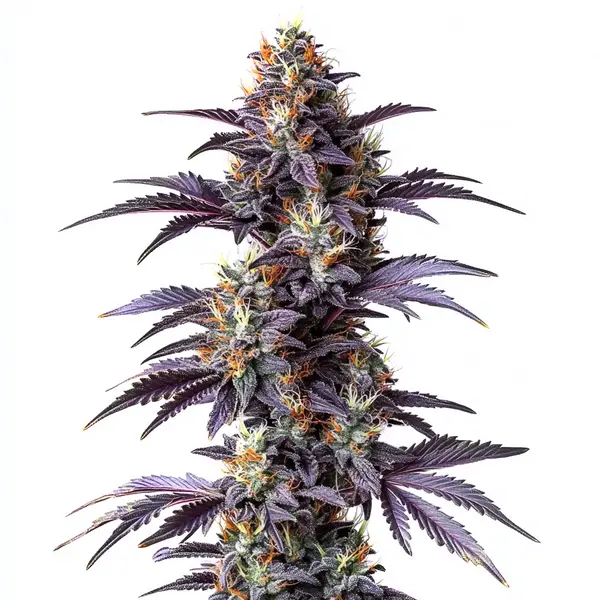 Mimosa Cake Auto cannabis strain with purple hues and dense buds
