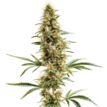 2046 Fast Version cannabis strain with tall branches, fluffy buds, and bright pistils.