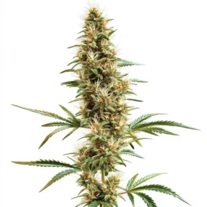 2046 Fast Version cannabis strain with tall branches, fluffy buds, and bright pistils.