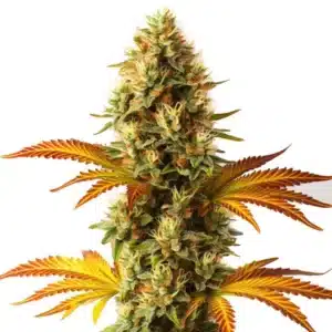 Alien Technology Fast Version cannabis bud with compact green nugs, thick trichomes, and orange pistils.